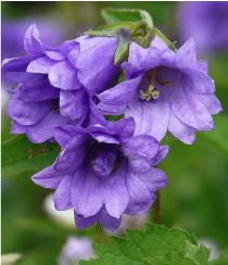 Campanula trachelium bernice